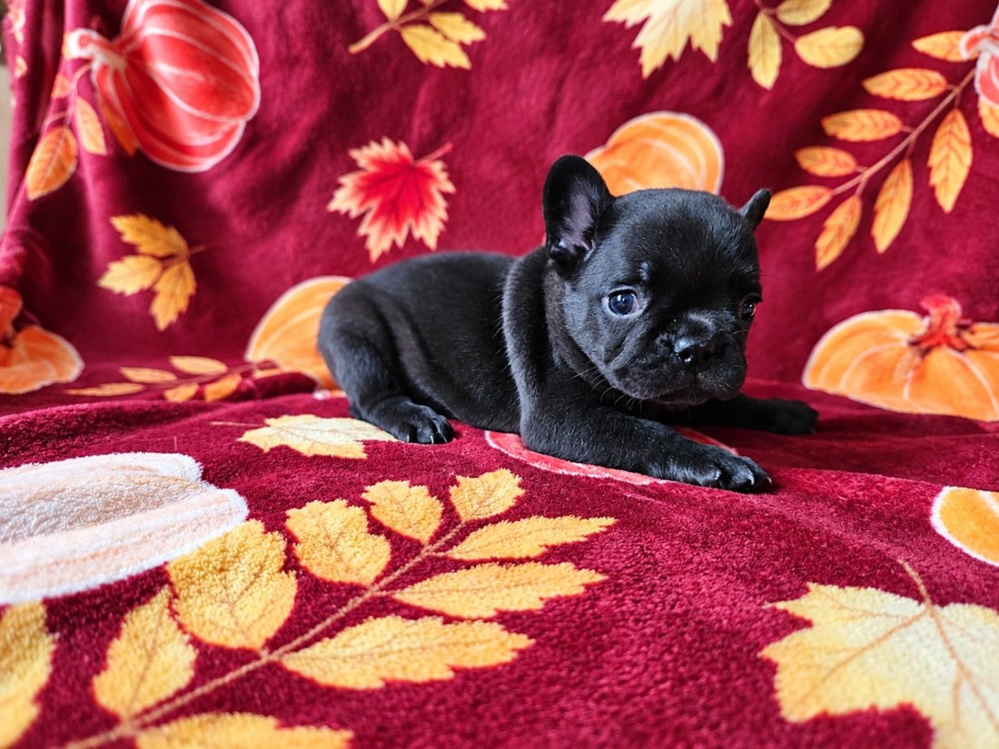 A black French Bulldog puppy