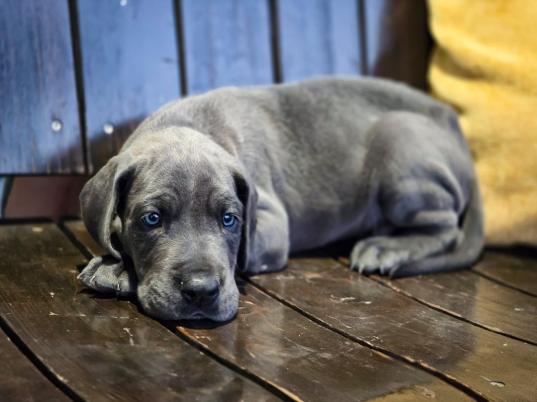 Great Dane puppy Hendricks at 270 Kennels