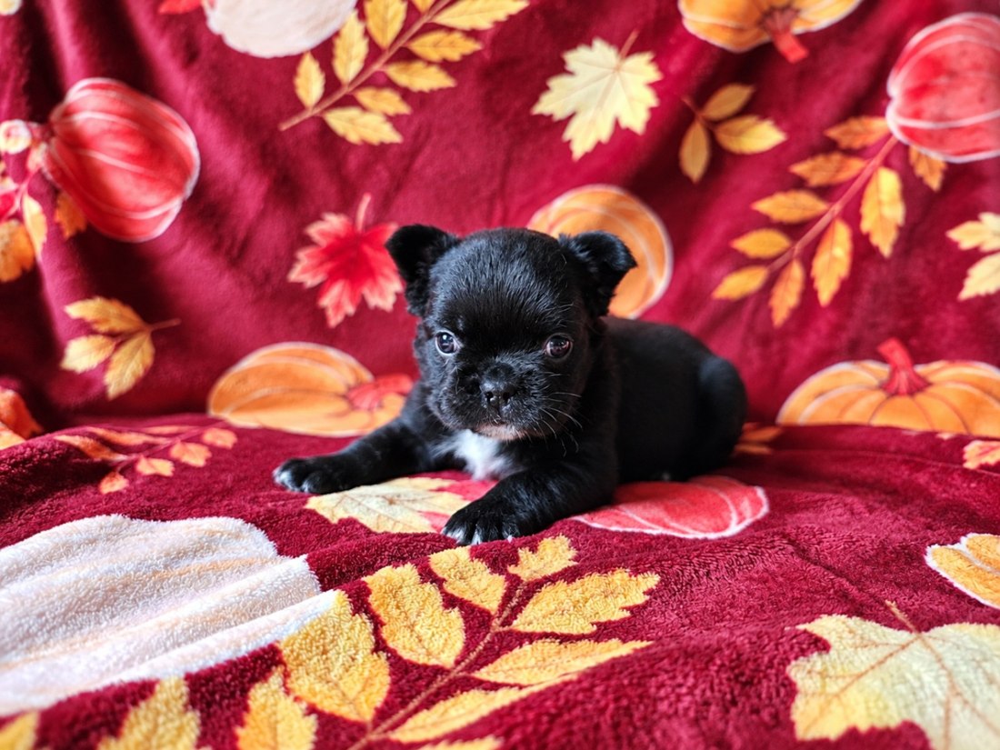 A black French Bulldog puppy