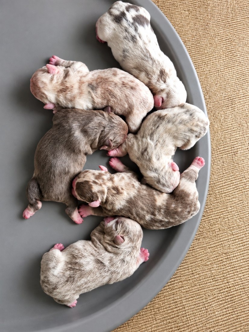 Puppies at 270 Kennels