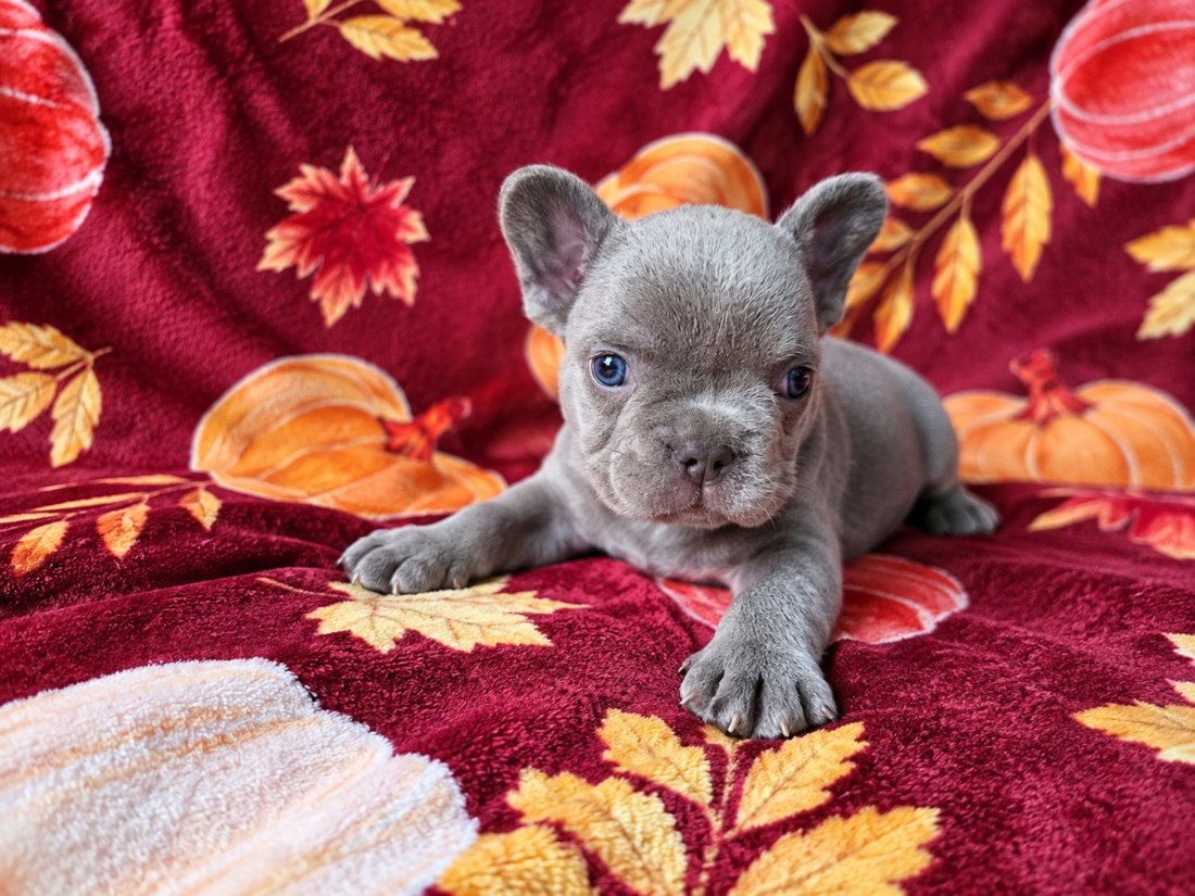 Titan, a French Bulldog puppy