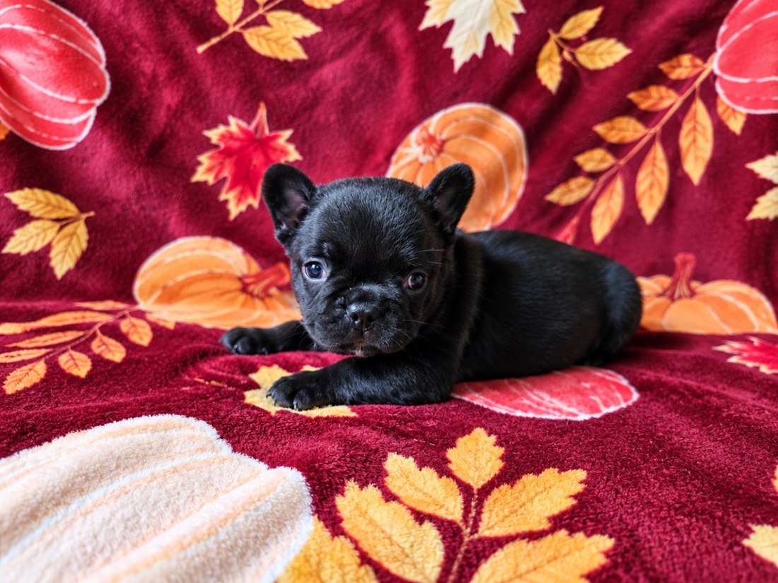 A 270 Kennels French Bulldog puppy